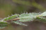 Soft goldenaster